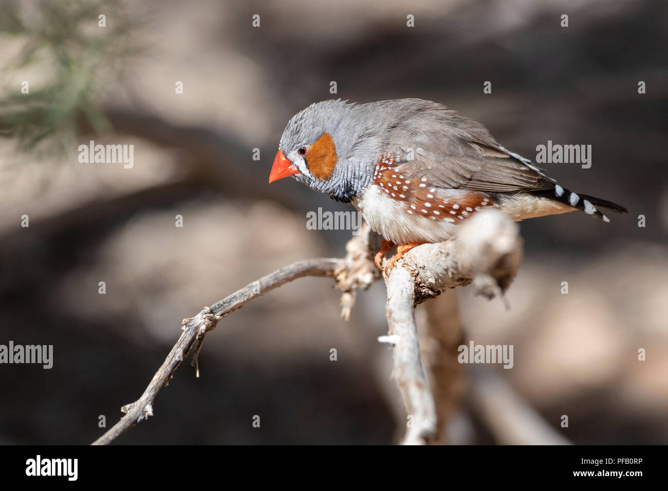 L'Australie, Territoire du Nord, Alice Springs. Homme Zebra finch (Poephila guttata) Banque D'Images