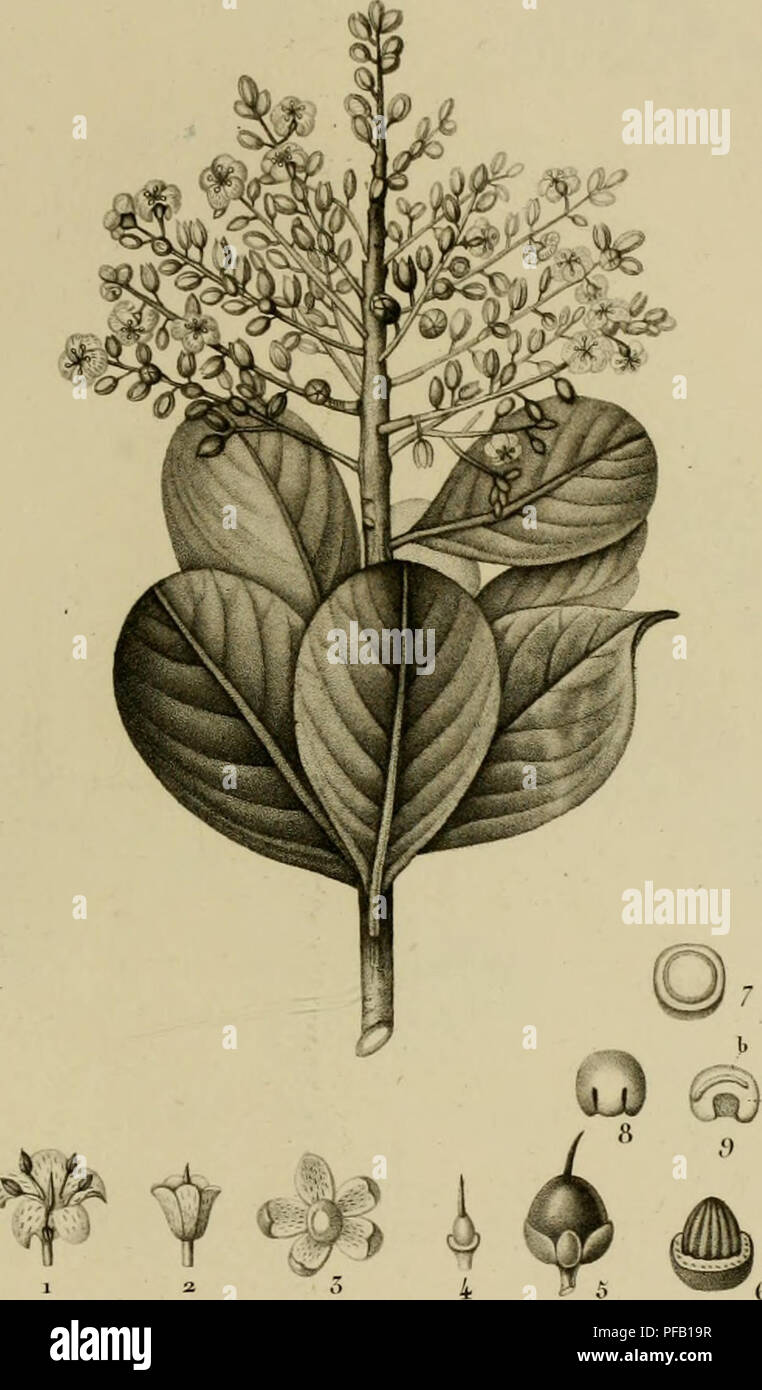 . Dictionnaire des sciences naturelles, dans lequel on traite mÃ©thodiquement des diffÃ©rens Ãªtres de la nature, considÃ©rÃ©s soit en eux-mÃªmes, d'aprÃ¨s l'Ã©tat actuel de nos connoissances, soit relativement Ã l'utilitÃ© qu'en peuvent retirer la mÃ©decine, l'agriculture, le commerce et les artes. Suivi d'une biographie des plus cÃ©lÃ¨bres naturalistes. L'histoire naturelle. ]5()TAJNIOUE. /('OrY/.Â€J)0]es. Ar&lt;Ã¯isiacÃ©es././f.-.r.Jââ, lf,^./. TINELIER coiiates Ã feuilles. ^UWISrA coriacea . //^/. /. Veuillez noter que ces images sont extraites de la page numérisée des images qui peuvent avoir été chiffres Banque D'Images