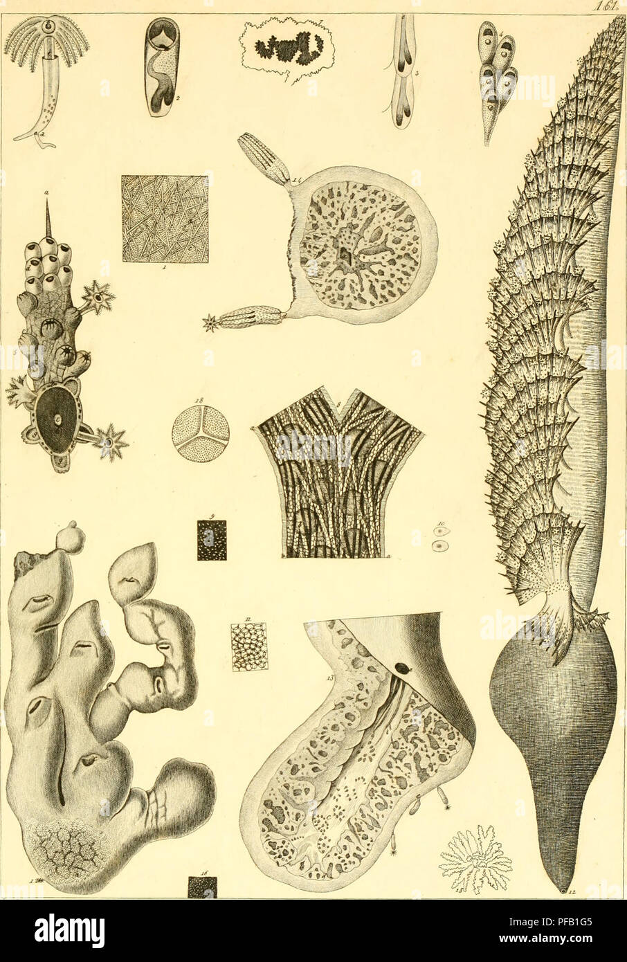 Ce travail, écrit par Stefano delle Chiaje, détaille les animaux invertébrés observés vivants dans le sud de la Sicile de 1822 à 1830. Il fournit des descriptions anatomiques et des illustrations de diverses espèces trouvées dans la région au cours de cette période, contribuant ainsi aux premières recherches sur les invertébrés. Banque D'Images