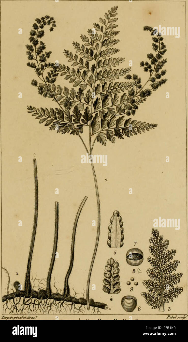 . Dictionnaire des sciences naturelles [ressource électronique] : dans lequel on traite mÃ©thodiquement des diffÃ©rens Ãªtres de la nature, considÃ©rÃ©s soit en eux-mÃªmes, d'aprÃ¨s l'Ã©tat actuel de nos connoissances, soit relativement Ã l'utilitÃ© qu'en peuvent retirer la mÃ©decine, l'agriculture, le commerce et les artes. Suivi d'une biographie des plus cÃ©lÃ¨bres naturalistes .. L'histoire naturelle. BOTANIQlTi :. LEVÃNUS^l'ACO. J^ongores.A'j'y. ANEMIE ar/j. .J /' 7 t/e (fra/s/./UTt.J y.TÃ¹^e d'0u/frrm/ie.ÃÃ"rtim/un^. ^.T'nb/¨^Ã ia e j-fyh'/f J-oia/ee mH'Tc/ae '/e//^ j/j/ sur f//e^^¨ mÃ ie4 ;/j-tt/es- Banque D'Images