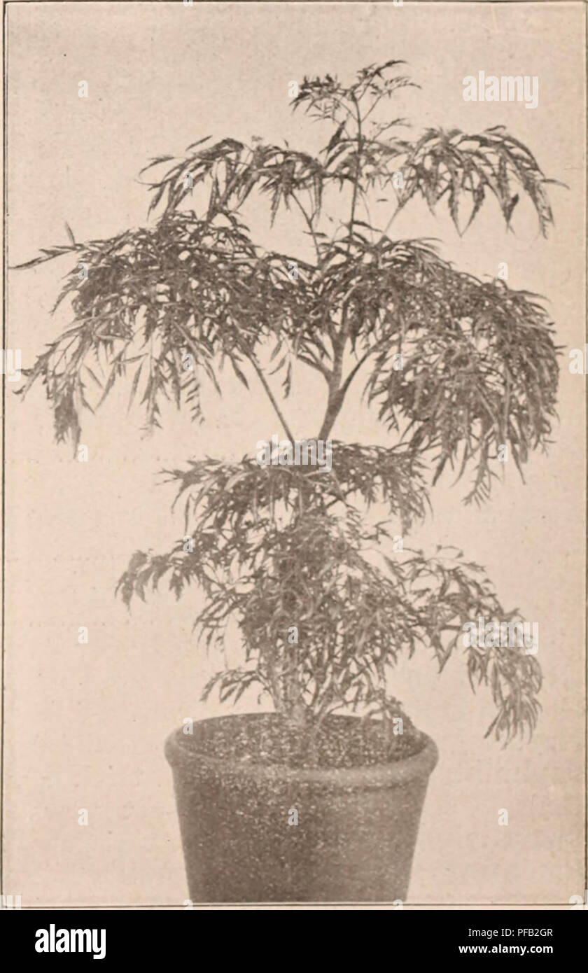 . Catalogue descriptif de la floraison, les arbres d'ornement, arbustes, bulbes, plantes médicinales, plantes grimpantes, arbres fruitiers, &c., &amp;amp;amp;c., &c. / Pour la vente par le Yokohama Nursery Co., Limited.. Catalogue des pépinières. Daplnic (Hh)j'i, uxrin^ lli blanc-j )cr lo, .Si .70 ; j)Cr 100, GARDENIA GRANDIFLOLA. (Dapliiic xlorji uliitc inarv,;i, joli I.ILAC-comme tlowers^- racème en hauteur : je ft., ])er lO. &Gt ;&gt;l .35. Fatsiii Sieholdi (Aralia japonica) bien connu ";arclen arbre. sa luxuriante e-eri4reen^ileservc foliai lustré es hiL;h coninundation, facile &lt;4r&Lt ;)Wth (PC-t -^^hei-) Bail sur i;ht : j-j'^ Il., i)er 10, S'. Banque D'Images