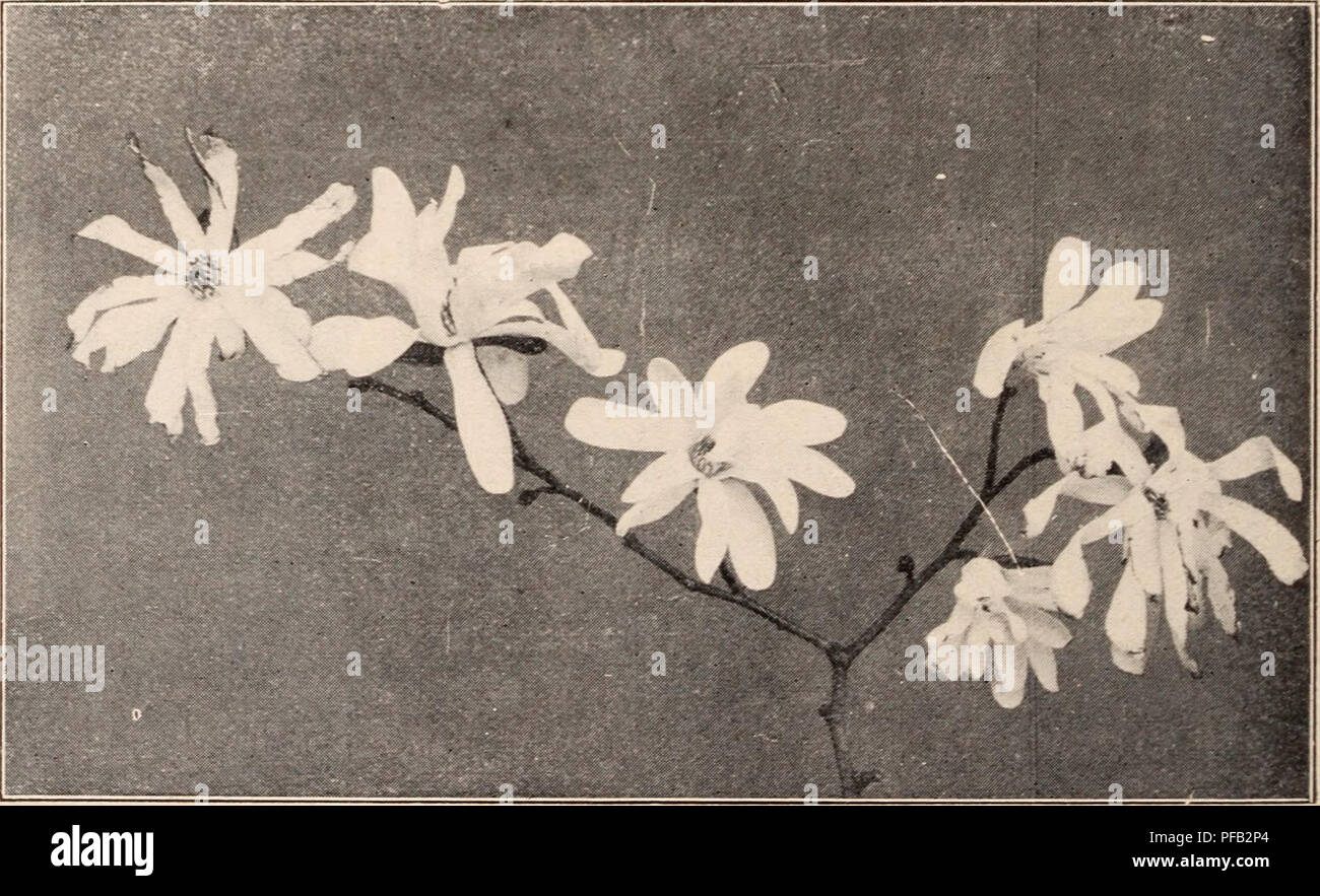 . Catalogue descriptif de la floraison, les arbres d'ornement, arbustes, bulbes, plantes médicinales, plantes grimpantes, arbres fruitiers, &c., &c., &c. / Pour la vente par le Yokohama Nursery Co., Limited.. Catalogue des pépinières. Ilex Sieboldi^ beauti- ful petit ours d'arbre- ing f fruits rouges cultivés en pot) - hauteur : I-I J ft. Par 10, 2 $. Ilex Sieboldi, même avec de petits fruits blancs (cultivés en pot) - hauteur ; i-ij ft. par 10, paragraphe 2.00. ^Ixora striata, fleurs en grappes rouge dans umbela, pour green- house (cultivés en pot) - hauteur ; je ft. 10 ; p., S2.30.. MAGNOLIA STELLATA. Prix en or.. Veuillez noter que ces images sont extraites de sc Banque D'Images