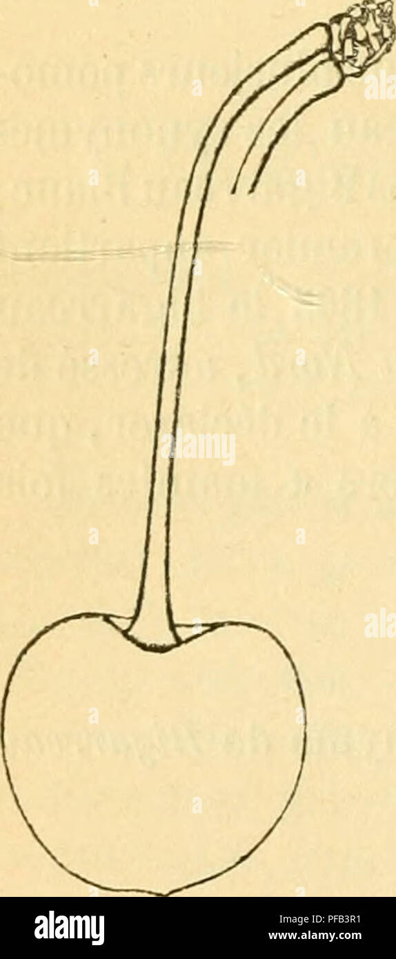 Guigne Banque D Image Et Photos Alamy