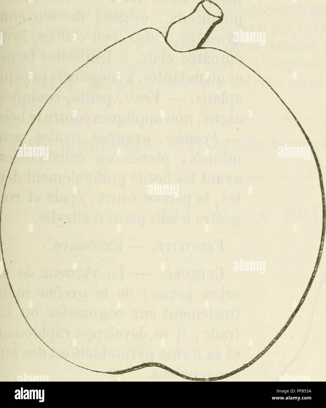 . Dictionnaire de mairie (Kiel), contenant l'histoire, la description, la figure des fruits anciens et des fruits modernes les plus G©N©ralement connus et cultivÂ©s. La culture de fruits. 499 BRI peu ressortis. Â l'eux, petits, ovoÃ¯des, Ã Ã©cailles mal soudÃ©es, duveteux, collÃ©s contre l'Ã©corce. Â Feuilles : grandes, ovales, acuminÃ dentÃ©es,©es profondÃ©ment sur leurs bords, canaliculÃ©es, contournÃ©es, au pÃ©tiole fort et des plus longs. Brialmont Poire. FertilitÃ©. Â satisfaisante. La culture. Â de croissance de dyskinésies, et peu vigoureux, ce poirier avantages- pÃ¨re mieux sur franc que sur cognas- sier ; se Banque D'Images