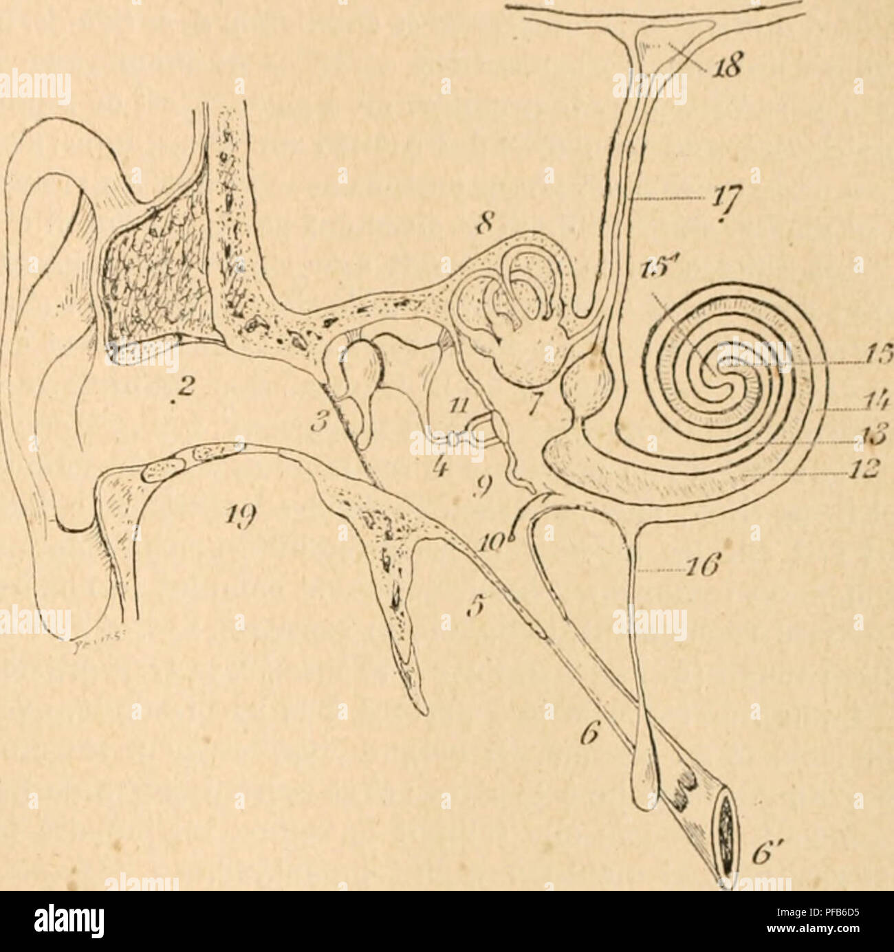 Anatomie oreille français Banque de photographies et d’images à haute ...