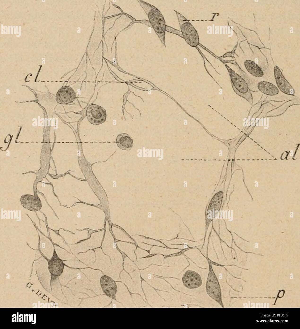 . Dictionnaire de physiologie. La physiologie. Fk ;. 4.i. Quand le rÃ©seau fibrillaire a atteint la pÃ©riphÃ©rie de chaque corps cellulaire, les fibrilles se continuent d'une cellule à l'autre, puisque celles-ci sont fusionnÃ©es (fÃ®g. 46). A ce stade, nous sommes en prÃ©sence d'un tissu rÃ©ticulÃ© Ã mailles pleines d'hi/aloplasma â ¢ L'hyaloplasma ne tarde pas à subir des modifications : il augmente et se transforme en substance muqueuse (gÃ©latine de Whar- tonne). Cette derniÃ¨re devient de plus en plus fluide et se rÃ©sorbe de faÃ§sur que les mailles du rÃ©seau reprÃ©sentent de larges espaces vides Banque D'Images