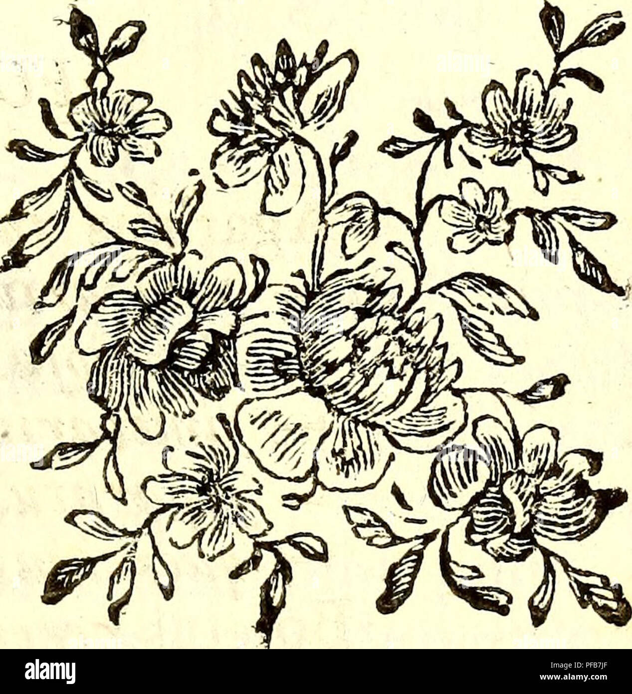 . Diccionario dos termos technicos de historia natural, extrahidos das obras de Linnéo, com a sua, explicaçaõ e estampas abertas em cobre ... Histoire naturelle ; langue latine. fans. Fphaerocephalus Mucor.   Lichenoides. embolie gazeuse. }-&Gt ; mucedo. Muffo. glaucus. "- Cruftaceus. H- caefptojus. C R Y P T IA de l'Ogam. PALMAE. Chamaerops humilis. Baçoiras "Palmeira de Cocos nucifera, B. * Phoenix. daãylifera * Ca okraçea* sont B.. Veuillez noter que ces images sont extraites de la page numérisée des images qui peuvent avoir été retouchées numériquement pour plus de lisibilité - coloration et l'apparition de ces illustrations peuvent n Banque D'Images
