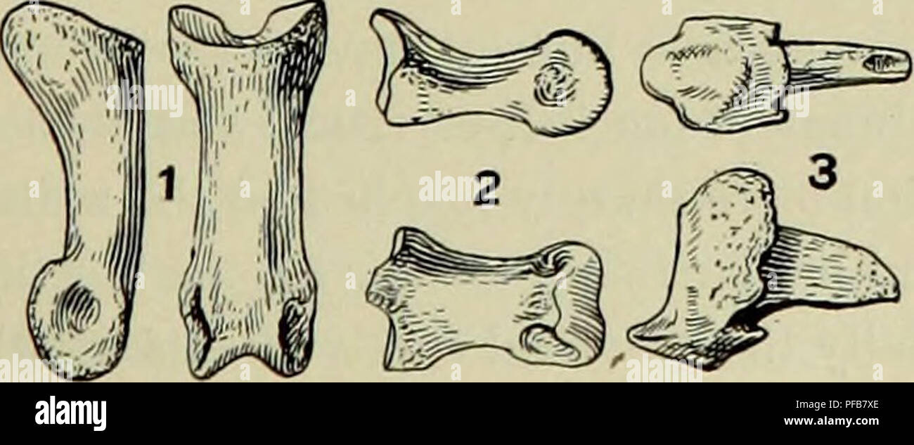 . Description des nouveaux carnivores du Miocène de l'ouest du Nebraska