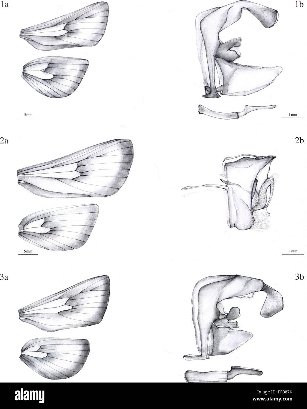 . La description d'un nouveau genre et vingt-trois nouvelles espèces d'Metarbelidae Cossoidea) (Lepidoptera : à partir de la plaine les forêts tropicales humides de la région de l'Guineo-Congolian avec notes sur les habitats et la biogéographie / Ingo Lehmannn. 48. 5 mm 1 mm la figure. De la nervation : Haberlandia odzalaensis spec, nov., homme, holotype. 2a. Haberlandia odzalaensis spec. nov., femme, paratype. 3a. Haberlandia Undacammae spec, nov., homme, holotype Figure lb. Haberlandia odzalaensis des organes génitaux : spec, nov., homme, holotype. 2b. Haberlandia odzalaensis spec, nov., femme, paratype. 3b. Haberlandia Undacammae Banque D'Images