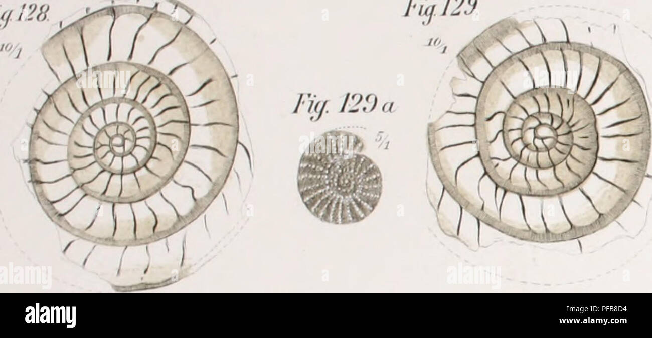 . Description géologique de Java et Madoura. Géologie ; géologie ; Volcans ; des foraminifères, combustibles. kl Fïg.122 NuirvmuUtes Niasi je verbe. (Early) Fiar28. lu, 12 ans !). Veuillez noter que ces images sont extraites de la page numérisée des images qui peuvent avoir été retouchées numériquement pour plus de lisibilité - coloration et l'aspect de ces illustrations ne peut pas parfaitement ressembler à l'œuvre originale.. Verbeek, R. D. M. (Rogier Diederik Marius), 1845-1926 ; Fennema, Rinder, 1849-1926. Amsterdam, J. G. Stemler cz. Banque D'Images