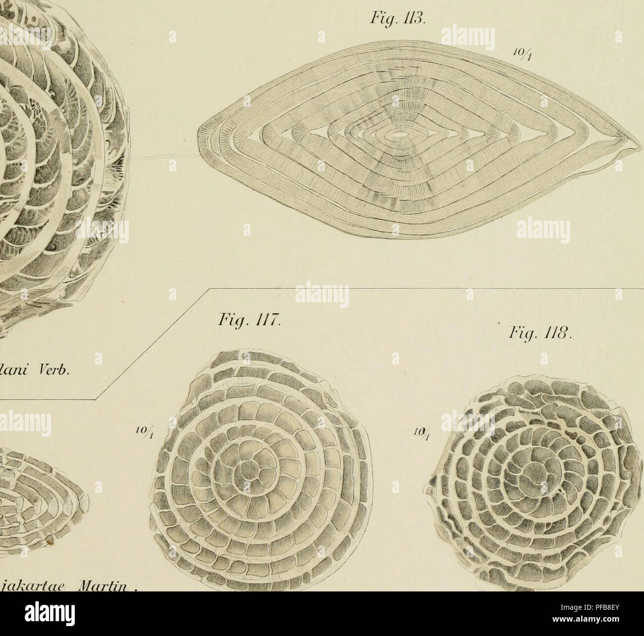 Cette description géologique de Java et de Madoura fournit une étude détaillée de leur contenu volcanique et fossile, soulignant le rôle important de la région dans l'histoire géologique de la Terre. Banque D'Images