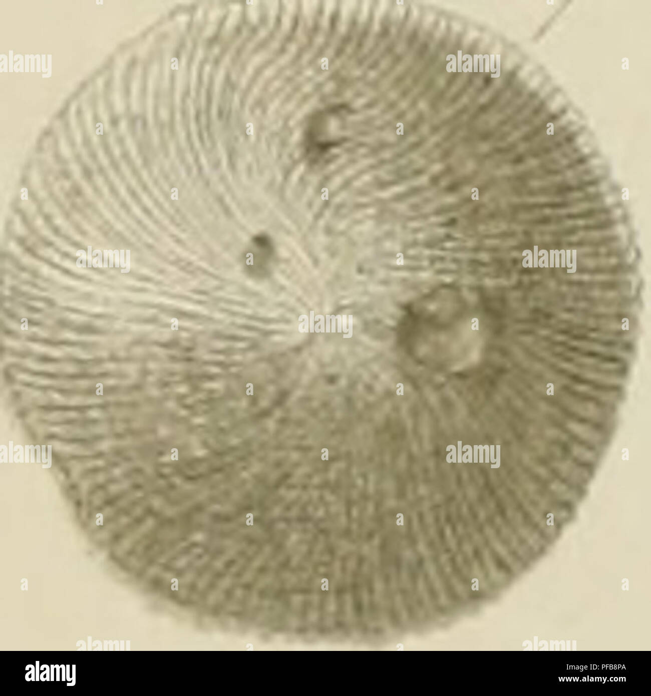Cette description géologique de Java et de Madoura donne un aperçu des formations volcaniques et sédimentaires de la région. Il comprend des foraminifères fossiles et d'autres caractéristiques géologiques trouvées dans ces régions. L'étude contribue à comprendre l'histoire géologique de la Terre et les processus qui ont façonné ces îles au fil des millions d'années. Banque D'Images