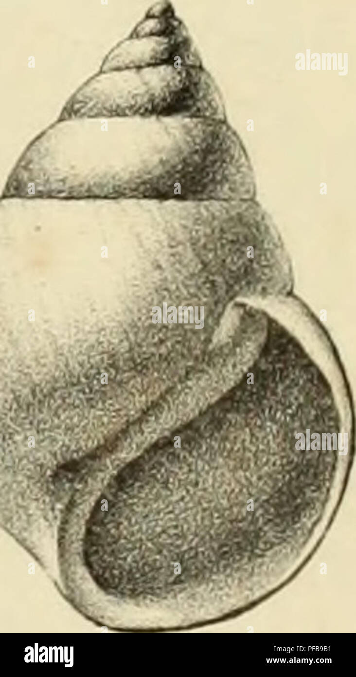 . Description des coquilles fossiles des environs de Paris. Les mollusques, les combustibles, la paléontologie. ,F. Veuillez noter que ces images sont extraites de la page numérisée des images qui peuvent avoir été retouchées numériquement pour plus de lisibilité - coloration et l'aspect de ces illustrations ne peut pas parfaitement ressembler à l'œuvre originale.. Deshayes, G. P. Gérard (Paul), 1795-1875. Paris, L'auteur, chez Béchet jeune [etc. ] Banque D'Images