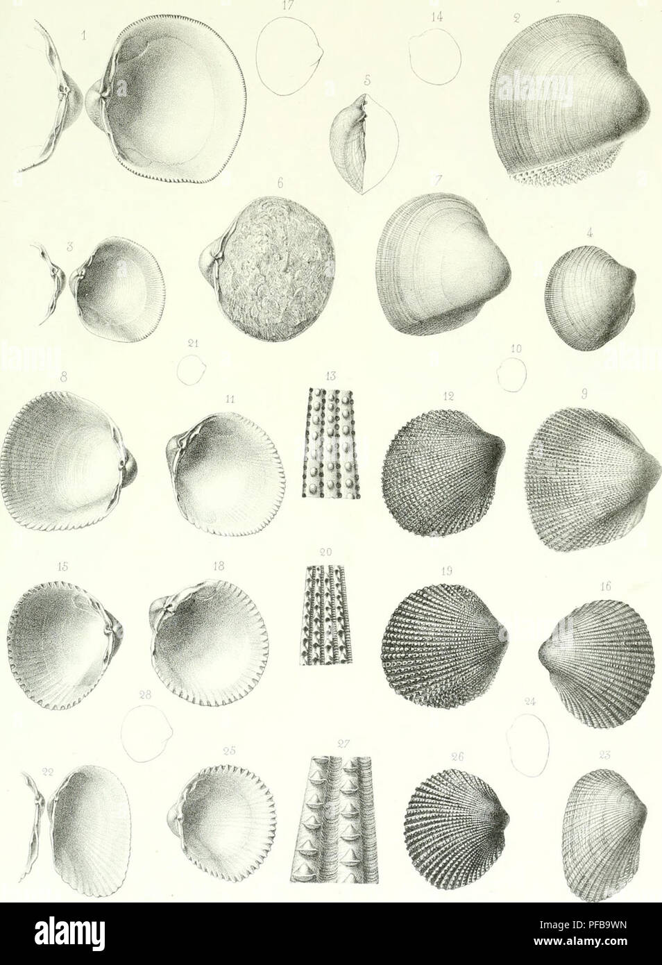 Ce travail décrit les animaux invertébrés découverts dans le bassin parisien, fournissant des observations détaillées et une classification de différentes espèces. C’est une ressource clé pour étudier la biodiversité des invertébrés dans la région. Banque D'Images