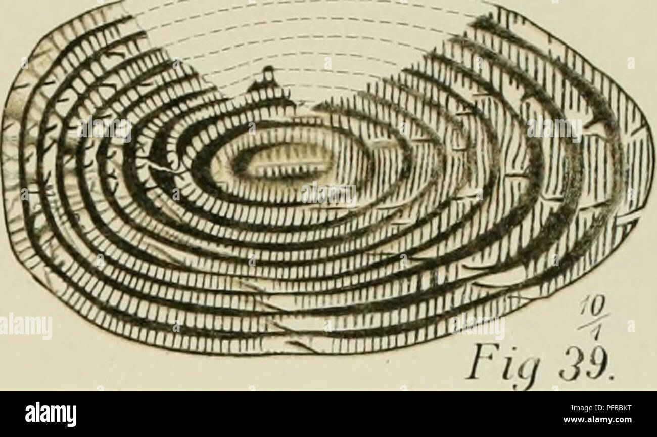 . Description géologique de Java et Madoura. Géologie ; géologie ; Volcans ; des foraminifères, combustibles. pi. n  , Fig 26 ti' ',. • L  = 4 mm s il- 2751. Iuj.oiKAlitvlina timorense l'crb.. Veuillez noter que ces images sont extraites de la page numérisée des images qui peuvent avoir été retouchées numériquement pour plus de lisibilité - coloration et l'aspect de ces illustrations ne peut pas parfaitement ressembler à l'œuvre originale.. Verbeek, R. D. M. (Rogier Diederik Marius), 1845-1926 ; Fennema, Rinder, 1849-1926. Amsterdam, J. G. Stemler cz. Banque D'Images
