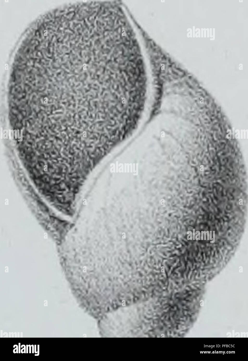 Ce travail porte sur la description des espèces d’invertébrés découvertes dans le bassin parisien, complétant les études antérieures sur les coquilles fossilisées. Il donne un aperçu des espèces connues, offrant un aperçu de la faune invertébrée de la région. Banque D'Images