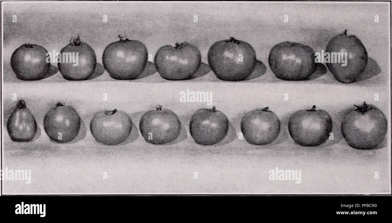 . Catalogue descriptif de légumes. Catalogues commerciaux ; pépinières (Horticulture) ; catalogues de semences de légumes ; Catalogues Catalogues Catalogues de graines, les fruits, les herbes des catalogues. 98 PRODUCTEURS DE SEMENCES ASSOCIÉS, Inc. La suite.. Rangée supérieure : Pan America, Mar globe, Rutgers, Pierre, Garden State, Ponderosa, Oxheart rangée inférieure : prune rouge, Cleo, pause o' Day, Bonny Best, Scarlet Dawn, Stokesdale, Pritchard, Valiant Jours Cleo, r 84 Un Asgrow introduction en 1938, particulièrement adapté pour le vert-pack voyage dans le sud. De l'usine mais à port ouvert, vigoureux et prolifique. Fruits de taille moyenne, lisse, uniforme, globe-shap Banque D'Images