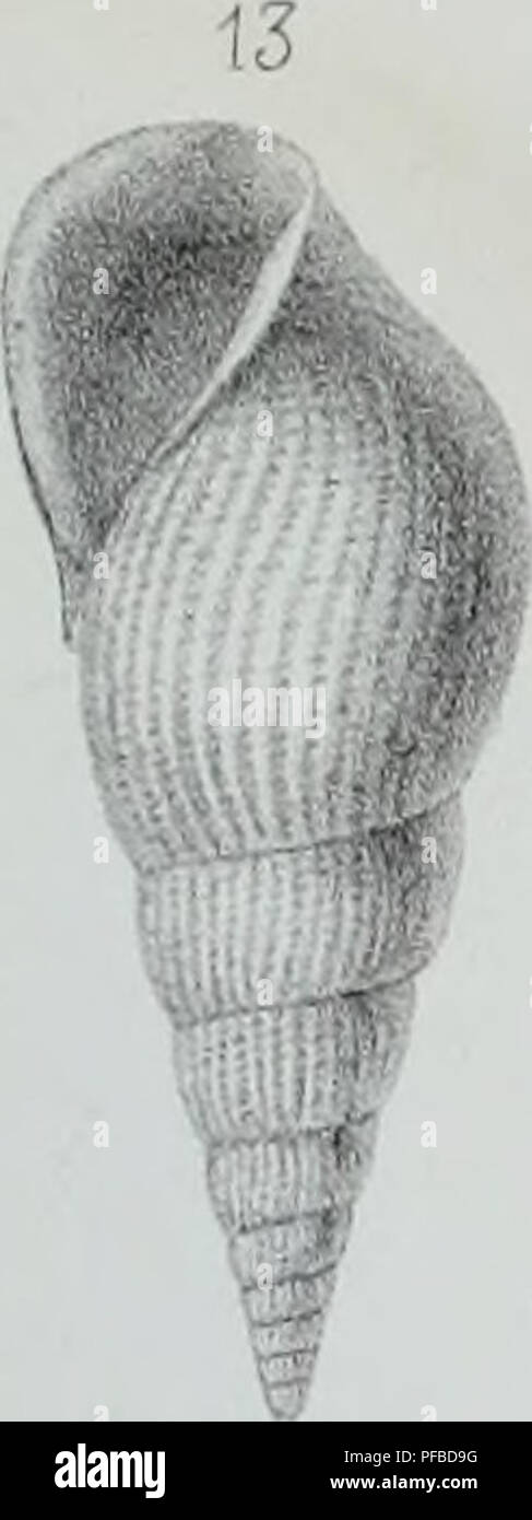 Cette *Description des animaux sans Vertèbres* de G. P. Deshayes propose une revue complète des espèces d’invertébrés découvertes dans le bassin parisien. Le travail comprend des comptes rendus détaillés des mollusques et des espèces fossiles, contribuant à la compréhension de la faune préhistorique parisienne et de leurs contextes environnementaux. Banque D'Images