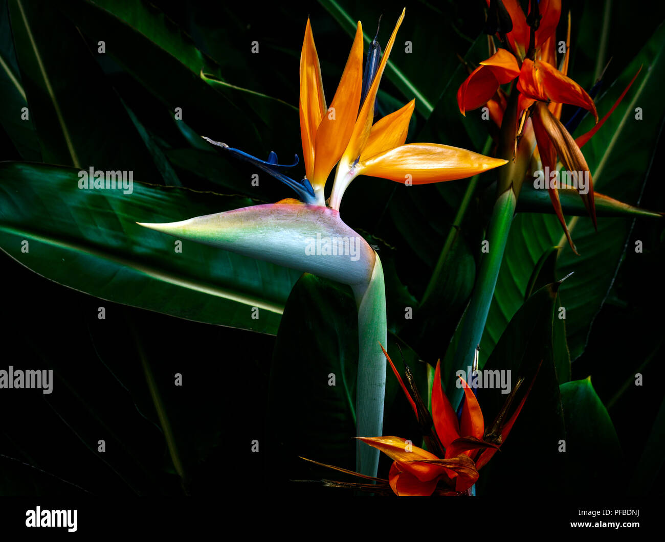 Oiseau de paradis près de fleurs aux couleurs éclatantes sur un fond de feuilles vert foncé Banque D'Images