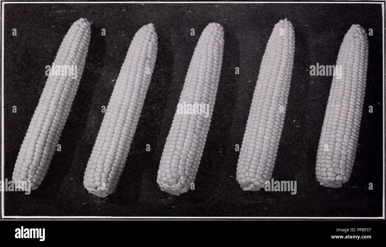 . Catalogue descriptif de légumes. Catalogues commerciaux ; pépinières (Horticulture) ; catalogues de semences de légumes ; Catalogues Catalogues Catalogues de graines, les fruits, les herbes des catalogues. 44 PRODUCTEURS DE SEMENCES ASSOCIÉS, Inc.. Erie : un nouveau Asgrow hybride avec de longues et fines oreilles Maïs doux (Zea mays var. saccharata depuis trois générations nous ont mis dans le maïs sucré, depuis le moment où, selon la tradition acceptée, Everett B. Clark s'est développée la première récolte de ce qui a été conçu pour être utilisé uniquement pour les semences. Dans les demi-siècle nous a présenté un grand nombre de variétés à pollinisation libre et puis, avec l'avènement de m Banque D'Images