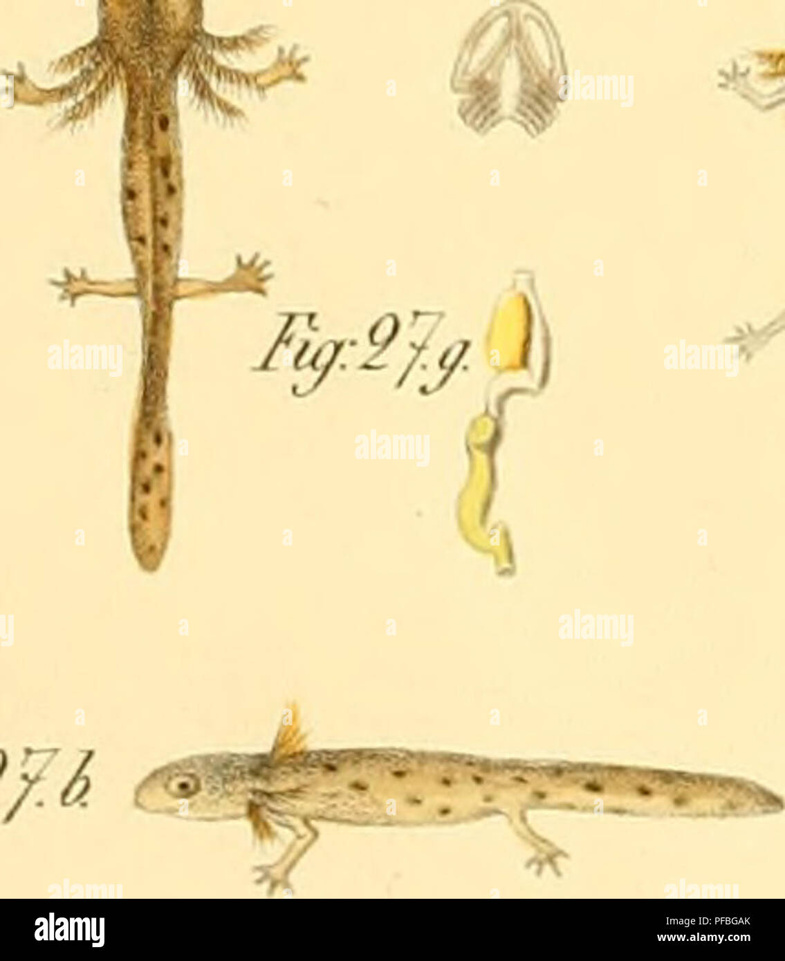 . De salamandrae terrestris vita, evolutione, formatione tractatus. Les salamandres ; l'embryologie -- les amphibiens. /Fjr :/3. Gratuit^^ M II :/J. //"^ :// ?'. Fuj :/'/. fij :/^.a. l'af :/8./&gt ;. ^ Ji :/Q. f,g:0() /}^ ; 0/}^J Q9 Fi^ :£J. . D'ACHÈVEMENT-S-/. F^^Ja. r{f9J/&gt ; J-y. !/da. Fu/:9d./&gt ;. FyMr. L'af.Mr/. Fjr.9JC. Gratuit^:2J(l. Fu/:96.e. 5 ^^ ^ ) r j:i ji -^ ^^ ^ fe JE PX^artns primit ! !' (I mm Feh" Fardis primi/.c dlff.JX m lamtar : tig.^. o Une Fiy:97.a.^ Fiy:2J. .^^ Fi :£/:c. O.^^V-/"^- F,y:2y.i. Gratuit^:m. M JV^ni. Gratuit^:M/. ^o^^^»^- J F:2/.F. Veuillez noter que ces images sont extraites de la page numérisée des images qui peuvent avoir été Banque D'Images