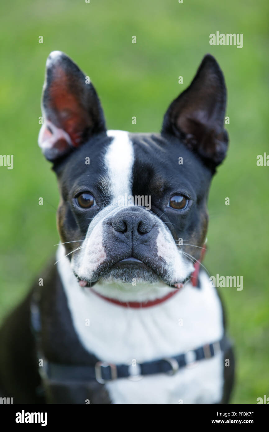 Boston Terrier Close-up. Banque D'Images