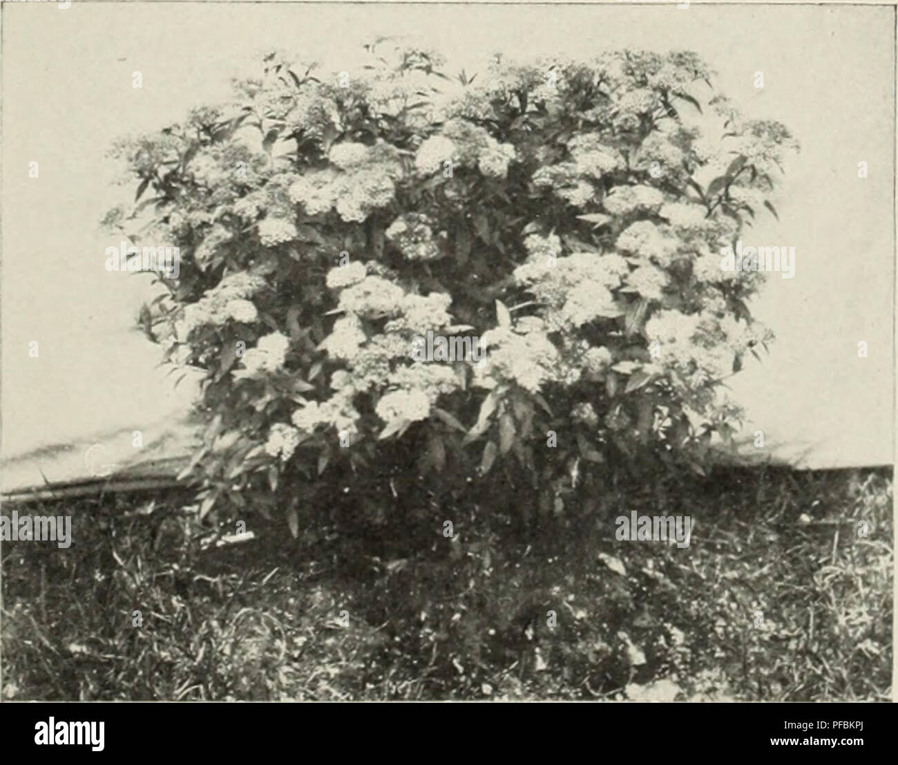 Ma Planete Jardin La Taille De La Spiree D Ete