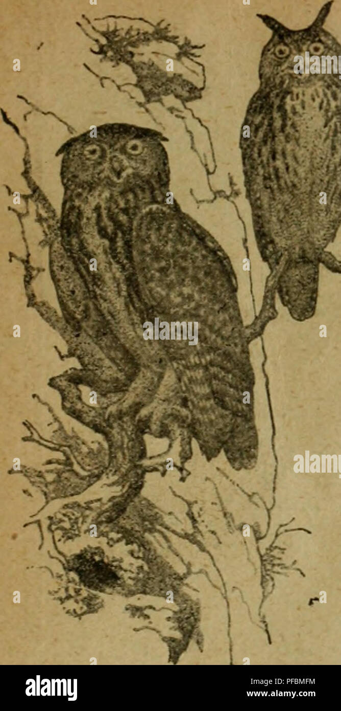 Organe officiel de la Société suisse d'ornithologie et de protection des oiseaux, qui se concentre sur la recherche et la conservation des oiseaux, avec des articles sur le comportement et la protection des oiseaux. Banque D'Images