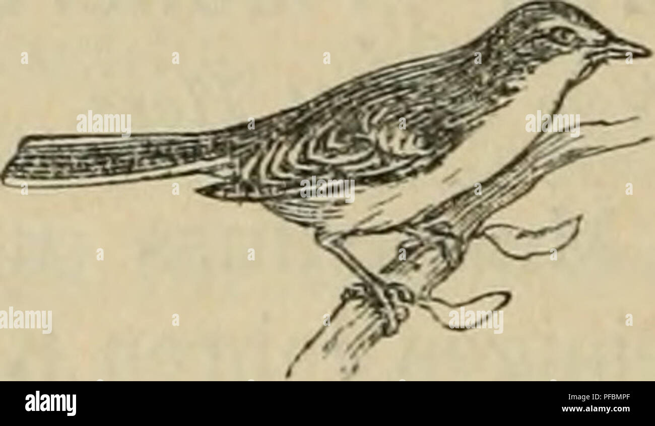 . Der Ornithologische Beobachter. Les oiseaux ; les oiseaux. - 36 - Homme ist somit, wieder gekommen dazu die Scharben zu schonen, ja man muss Sie jetzt geradezu hegen, damit ihr stark zusammengeschmolzener Bestand sich etwas rascher heben kann. Immerhin ird es noch Jahre gehen bis seine frühere Höhe erreicht ist. Dieser Vorfall kann auch uns Europäern zur Lehre dienen. Gegen die Fischerschädlinge geeifert wird so viel. Si z, B. gegen den Haubentaucher. Letzthin erst hat ein Korrespondent dans Tagesblättern gerühmt, dass vor einem Jahr Über dieses Eier 200 Vogels am Bielersee wurden zerstört. Die guerre re- Masse Banque D'Images