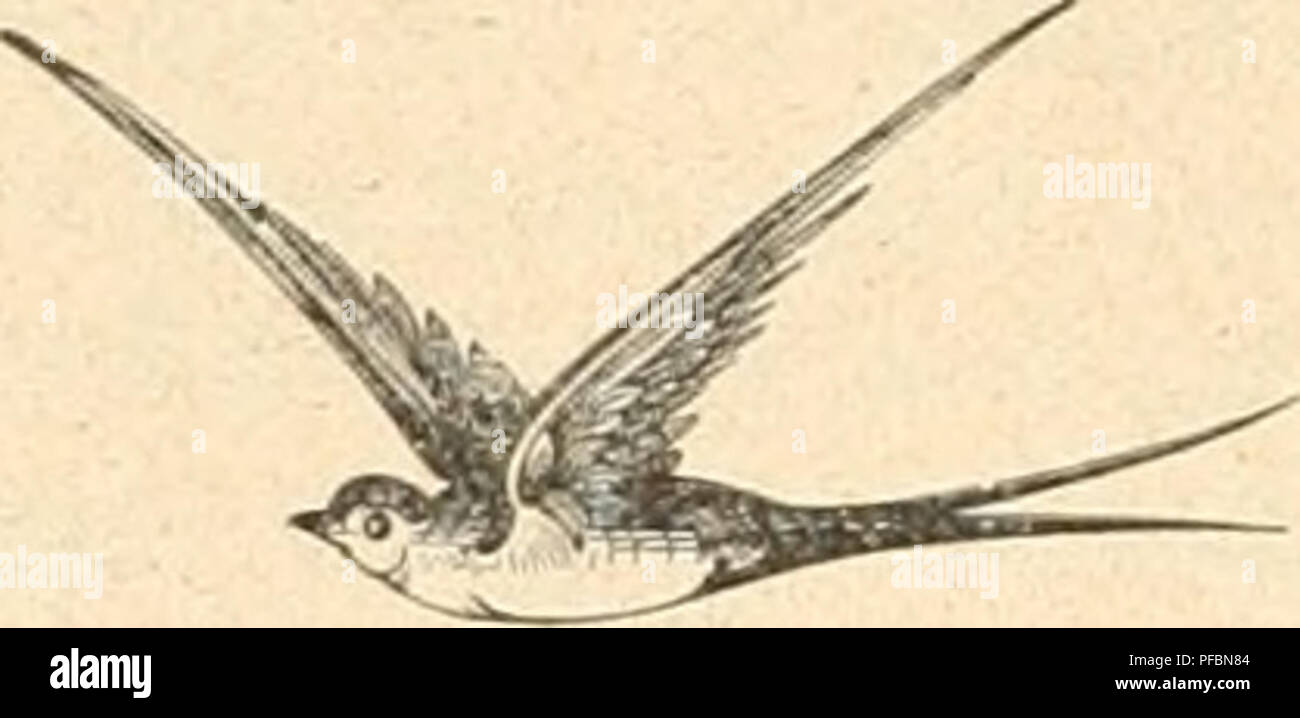 . Der Ornithologische Beobachter. Les oiseaux ; les oiseaux. - 54 - bekannt. Im September Oktober und Zumeist erscheint er bei uns dans quelques Exemplaren erst ein einziges ; Mal sah ich diesen schönen, grossen, weissglänzenden auffallenden Unterleib durch seinen im Yogel Niederamt, mehrmals schon im Klosbrünneli est, bei der Ketten- brücke dans Aarbarg, von wo eines im Avril 1896 einige Tage nacheinander Umschau auf die Aare hielt, bei Bonuigen namentlicli Sulirenthal, und im, Wynenthal Wiggerthal und. Er zieht aussi südwärts, über den zu dem Vierwaldstättersee Gotthard. Im Herbst 1897 dreien solcher ich sah Banque D'Images