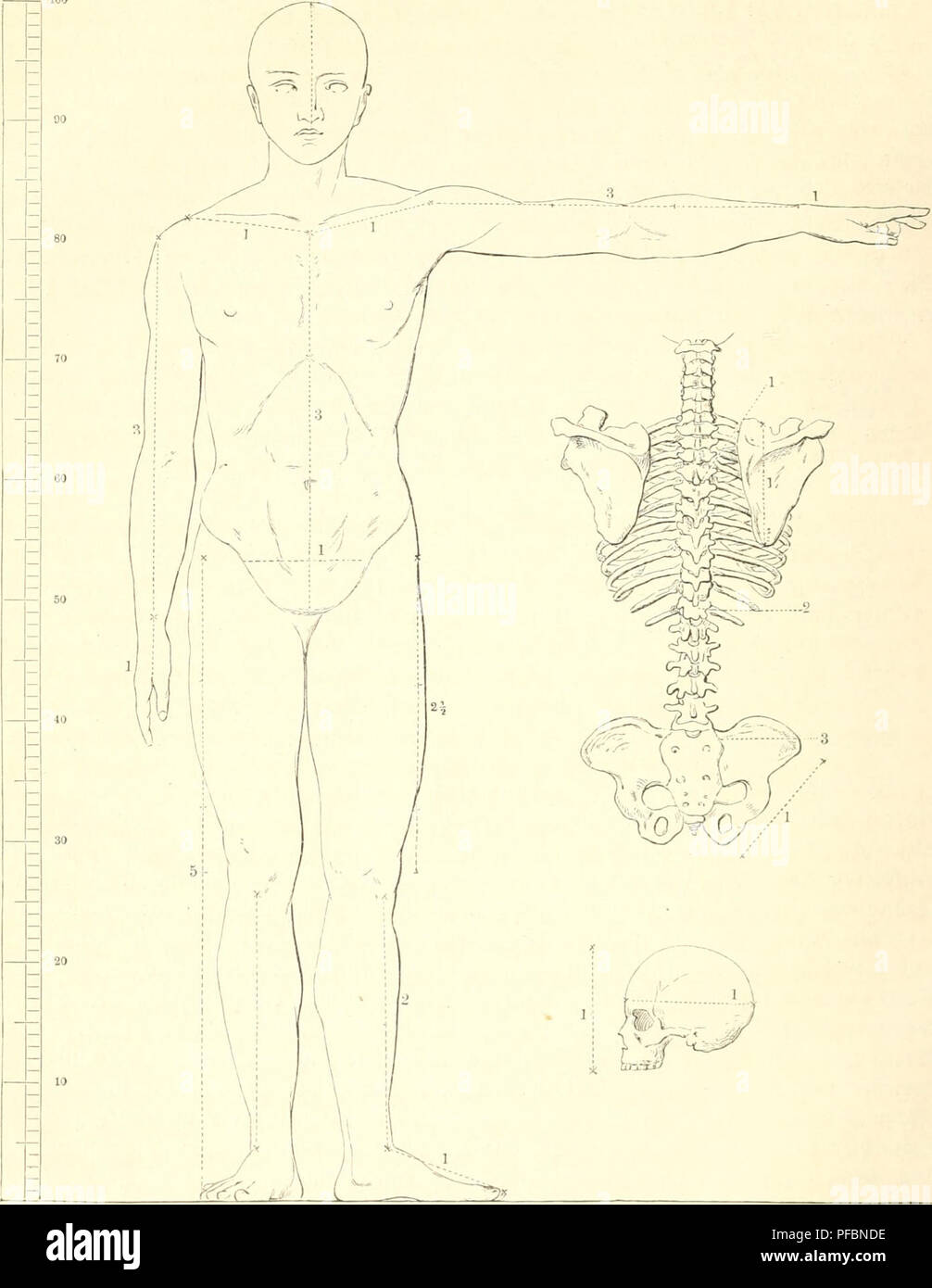 Der Mensch L Anthropologie L Anatomie Humaine La Physiologie 2 Tr 5 J Isi U Ss5erii F T Uber 33au Cnrc 3 Erricr Etre Soienfcfjenf Tungen Orpera Tnnon Inciifdju Ber C En Cflnlt Nad Sani Jicti 3 5c Sdie P Diun Nn B R 5 3 R Utib Sleletleilcn