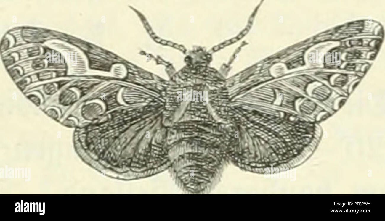 . Der Forstschutz. Les forêts et la foresterie. Trachée piniperda Panz. (Tiatüvl. ©röße). Une Wdnnlid)er Satter. '&Gt ;[3 Bci6ltcf)er g-modifier. c iHaupe « ßup^d. r. 16 mm de long iemlid geftredt §,), anfang" moi^grünlid fpäter r), buntelbraun gtän = jenb mit 2 Slfterfpi^, fr. A. Seben^lüeife^^tng. f : eit (SJJärj§ Snbe bi ?tnfnng "SRai, mäi)renb ber '^äm-- merung.^ritngcn^ au fa ber 'j'rotitn§ ^| ?en geitfdirift^reu (Qoxp ^unb für 'agbttjcfcn, II. 33anb, 1870, ©. 288). © uf e : Sutenfrafe imStegierungSbejir 3um((bofelbft Sumbinnen !(,IV. 93, 1872, © nnb. 53). 2tItum, Dr : ben Ucbec^^xa ' être§^ J'iefeniipannerS, ber Banque D'Images