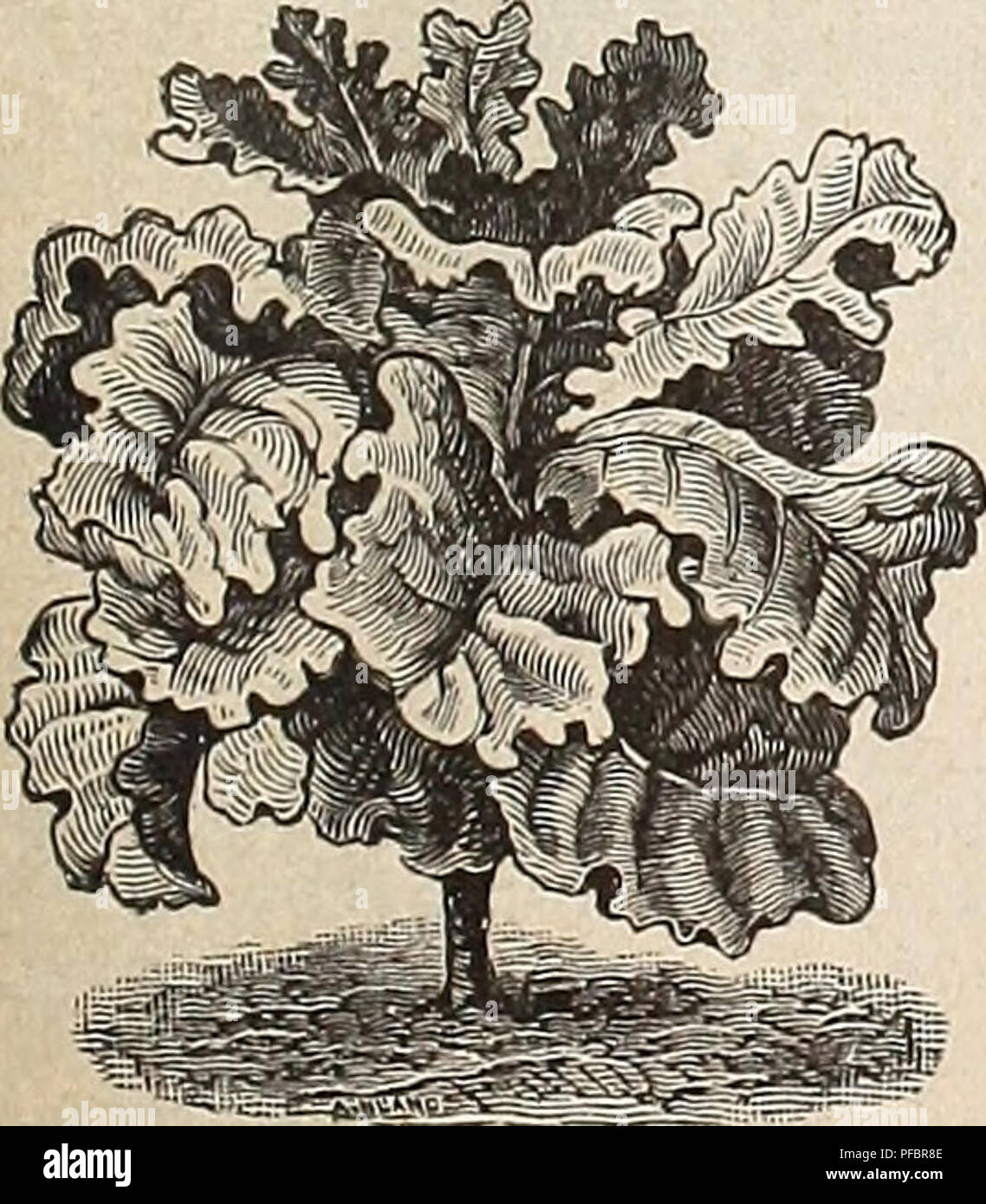 . Catalogue descriptif des graines des arbres fruitiers de haute qualité et de pépinière de fleurs. Pépinières (Horticulture) Tennessee Memphis catalogues ; pépinière TENNESSEE Memphis Memphis Tennessee ; Fleurs Catalogues Catalogues ; légumes TENNESSEE Memphis Memphis Tennessee fruits ; Catalogues Catalogues ; équipement de jardinage TENNESSEE Memphis et supp. Début de l'ECLIPSE LA BETTERAVE. MANGEL WURZELS et betteraves à sucre. L'alimentation du stock, de l'Énoncé des travaux de quatre à six livres à l'acre. Quelques plantes pour votre stock par tous les moyens. Semer dans deux exercices de pieds de distance. Ils produisent énormément et sont très nutritifs. Sélectionnez Long Mammouth rouge. La récolte la plus lourde- Banque D'Images