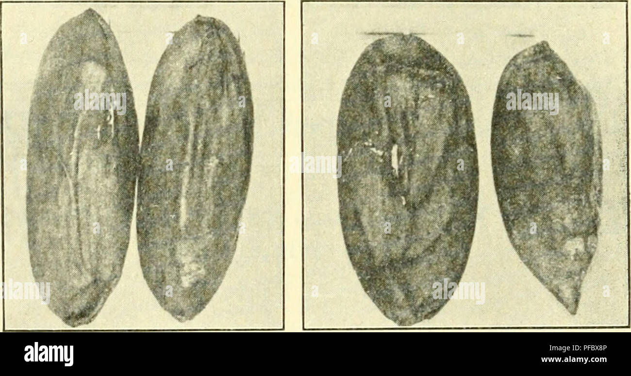 Cette revue fournit un aperçu de l'agriculture tropicale, y compris la recherche sur la culture de cultures telles que Canarium polyphyllum. Il examine diverses pratiques agricoles dans les régions tropicales, y compris l'extraction d'huiles à partir de graines et d'autres techniques agricoles. Banque D'Images