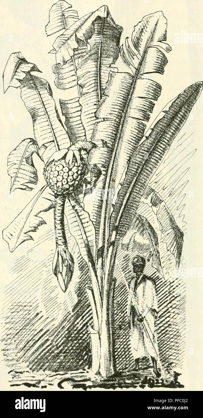 . Tropenpflanzer ; Zeitschrift der Landwirtschaft l fr. Plantes tropicales ; les cultures tropicales. - 118 compressis albidis femineis sordide, 15-17 cm longis fere sessilibus. ovario 3-4 angulato ca. 10 cm longo 2 cm lato basi angustato, sensim perigonio nondum aperto 5-6 cm longo 8 mm lato stigmatis inflato in situ 1 cm lato, précité dans calyptram conipressam tiuncatam 1 cm longam apice '/a cm elongato latam dans anthesi fisso et apice obtus et breviter, plicis trilobato intus 2 longitudinalibus adnatis instructo dorso tantum, tepalo parvo 1-l'/z cm longo alis membranaceis dilatato ca. IV2 cm lato ap Banque D'Images