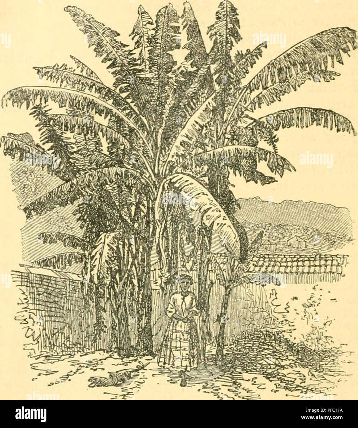 . Tropenpflanzer ; Zeitschrift der Landwirtschaft l fr. Plantes tropicales ; les cultures tropicales. . Veuillez noter que ces images sont extraites de la page numérisée des images qui peuvent avoir été retouchées numériquement pour plus de lisibilité - coloration et l'aspect de ces illustrations ne peut pas parfaitement ressembler à l'œuvre originale.. Berlin Banque D'Images
