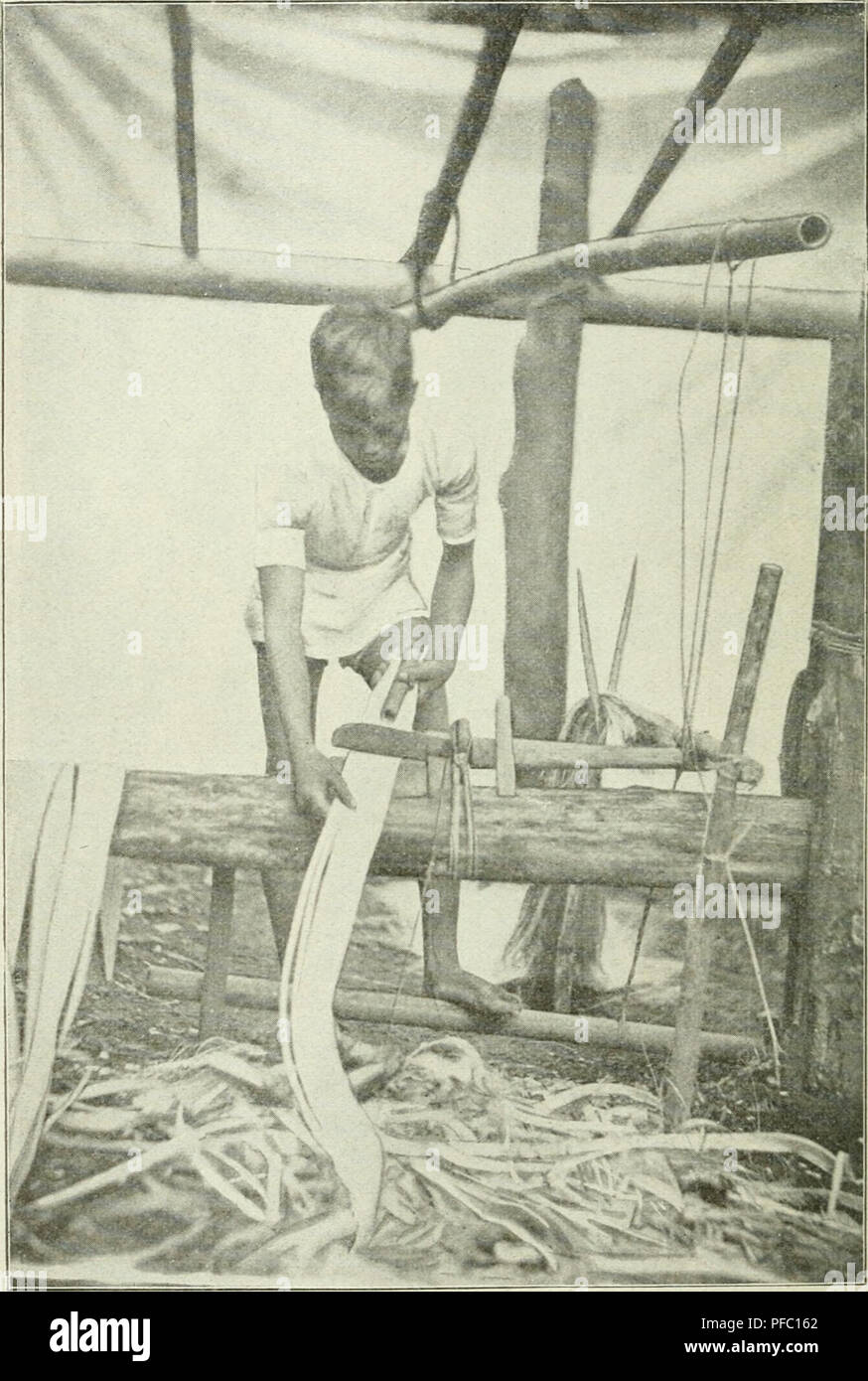 L'image montre une illustration de la culture de plantes tropicales, en se concentrant sur la technique de dessin de bandes de bast sous un couteau. Ce processus fait partie des pratiques agricoles présentées dans 'Der Tropenpflanzer', une revue allemande dédiée à l'agriculture tropicale. La publication met l'accent sur les méthodes de culture des cultures tropicales. Banque D'Images