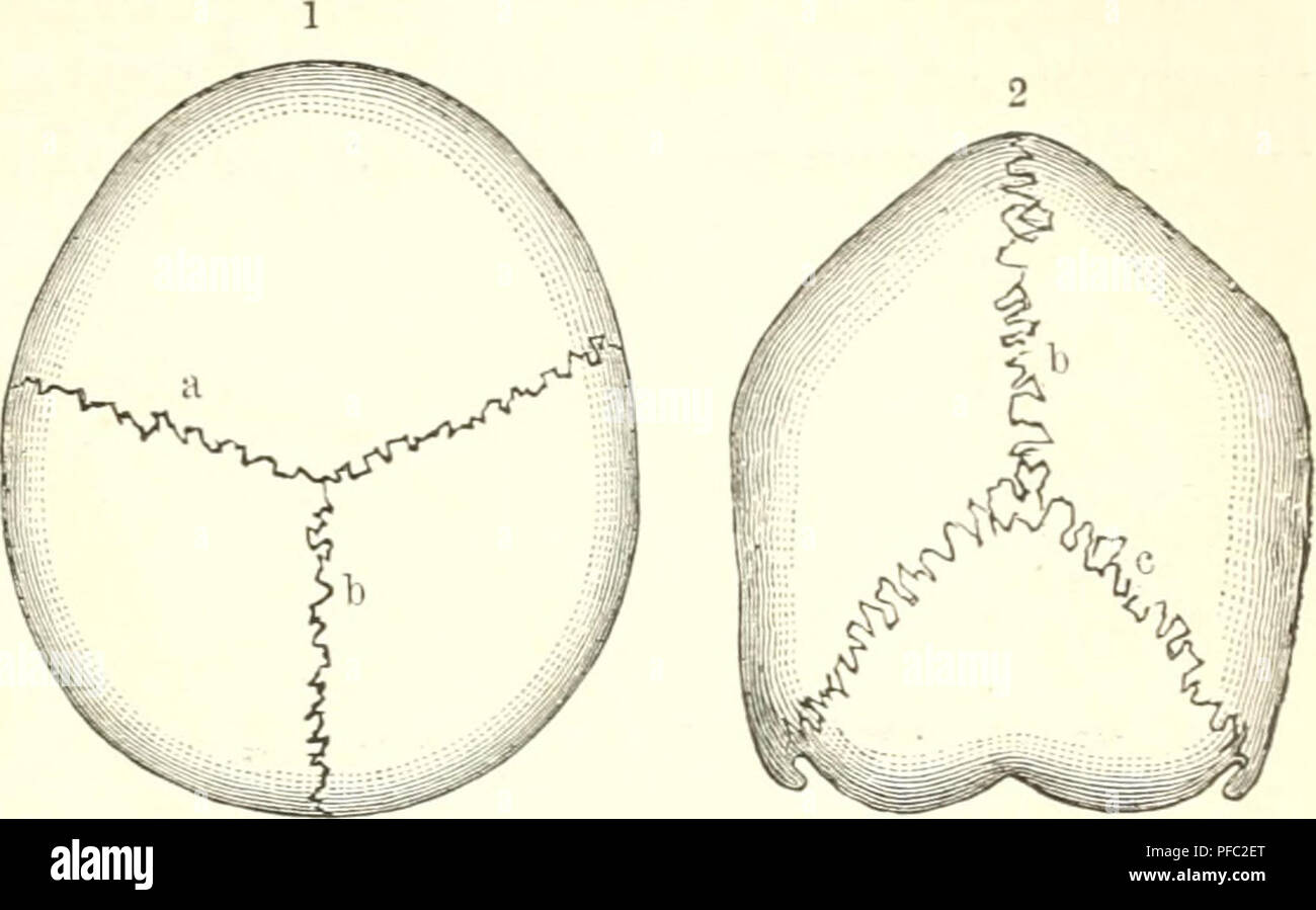 . Der Mensch. L'anthropologie, l'anatomie humaine, la physiologie. SfJäfjtc^ät ber S()e(tnl)ic[. Uficf ?(1)t Don o6cn - 2 öon l)intcii SSranjual. a) ! ^^fciliialjt - h - c Samböaual !). 1hj[. 2ert, S. 358.. Veuillez noter que ces images sont extraites de la page numérisée des images qui peuvent avoir été retouchées numériquement pour plus de lisibilité - coloration et l'aspect de ces illustrations ne peut pas parfaitement ressembler à l'œuvre originale.. Ranke, Johannes, 1836-1916. Leipzig, Bibliographisches Institut Banque D'Images