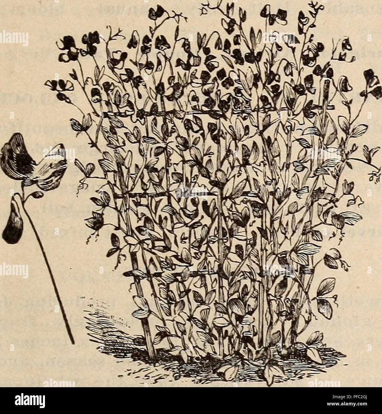 Fumier lombricomposté : quand les petits vers travaillent pour nous :  conseil potager Botanic - botanic®