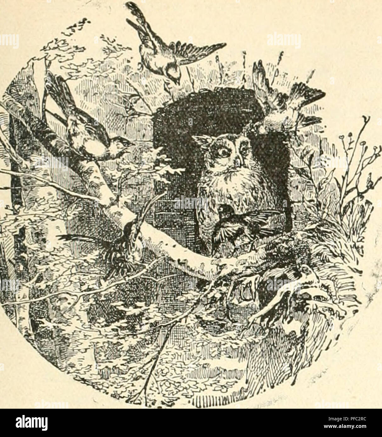 . Der Ornithologische Beobachter. Les oiseaux ; les oiseaux. Heft 44. 30. Oktober 1902. Portugal I.. ©er ^^ ( !)niitbolügi geobacl^8cl e^ter. Yogelliebhaber ^S Wochenschrift für und Vogelschutz. S^^^^^ J ' herausgegeben von C. WENGER, à Berne (Suisse). Im." ^0cv- Erscheint jeden Freitag. {Ndclidnick QueUeiuintjohc m'nur EinioiUigiing luid der Autoren gestattet.) Ornithologische Beobachtungen im Jahre 1901 vom Sempachersee. (Fortsetzung.) CASE IH. 08 janvier. Sah Ich seit langem wieder zum ersten mal eine Wassernille (Rallus aquaticus) aus einem Graben unterhalb des Städtchens ins ßohr fliegen. 20. 08 janvier. Bis lieut Banque D'Images