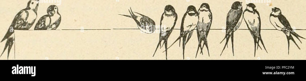 . Der Ornithologische Beobachter. Les oiseaux ; les oiseaux. - Neapeler Jagdzeitungen - die 14, z. B. die "Tribuna-Sport", RRN. 1 u. 2, U)()7, melden sehr starken Zoug dans den Sümpfen der und Umgegend von den Sumpfgebieten dans Bari zu Anfang Oktober. Graf Arrigoni Degli Oddi bat kürzlich in der "Avicula , n° 105/06, einen Artikel über verhältnismässige Häufigkeit und von Arvensis Segetum en Italie publiziert. Die Saatgans (A.) häutiger segetuni ist viel als arvensis ; sie kommt im Winter in der Proportion : 1 von 4 vor. Der "0. B." würde sich ein Verdienst erwerben, wenn es ihm, gelänge vom Engadine genaue Dat Banque D'Images