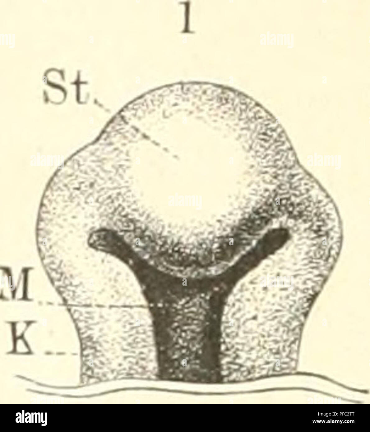 Ce travail de Johannes Ranke explore l'anatomie et la physiologie humaines, offrant un aperçu de la structure et de la fonction du corps humain. Il combine des aspects anthropologiques et physiologiques pour présenter une étude complète de la biologie humaine. Banque D'Images