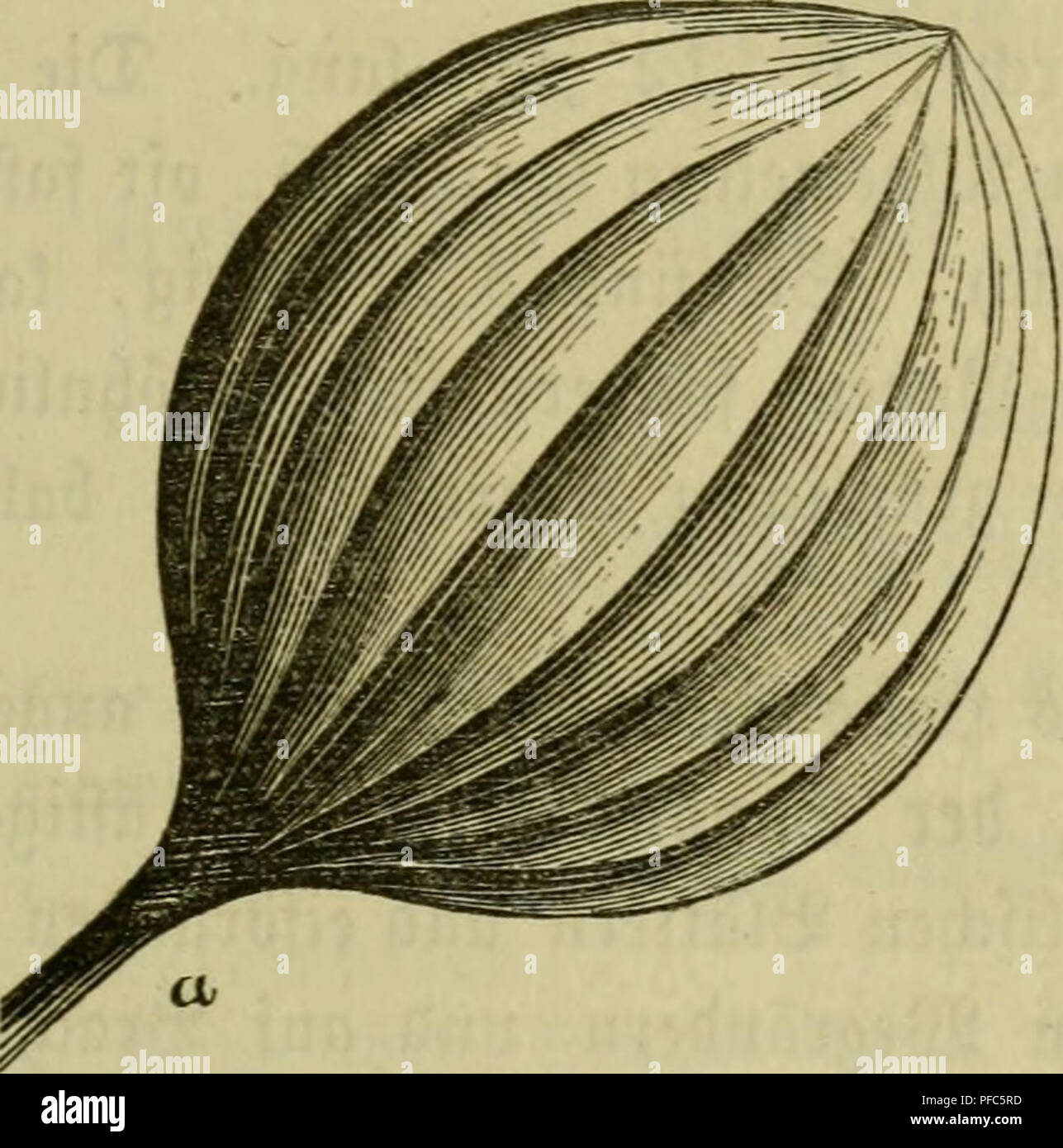 . Dans die Pflanzenwelt Der Führer. Hülfsbuch zur Auffindung und Bestimmung der wichtigsten dans Deutschland wild wachsenden Pflanzen. Les plantes. Sunt. - VIII. SSiefen aüerlet unb e. 288-818. 373 316 318. SBegefirette Sßegevic Plantago L.,^, ; (Sine dans bem natürlichen ©^^öerein ftente etp elt (SJattung^enbe. Sßir ktrarf Iümc dix)ein 53§^^in ber e re. ^affetbe !3)un bauernben üier, oX- eiügen^t am Ütanbc trocfen^, äutigen^ telc, unb eine rÖ^^trocfen utige, rige. N° 316. Veuillez noter que ces images sont extraites de la page numérisée des images qui peuvent avoir été retouchées numériquement pour plus de lisibilité - coloratio Banque D'Images