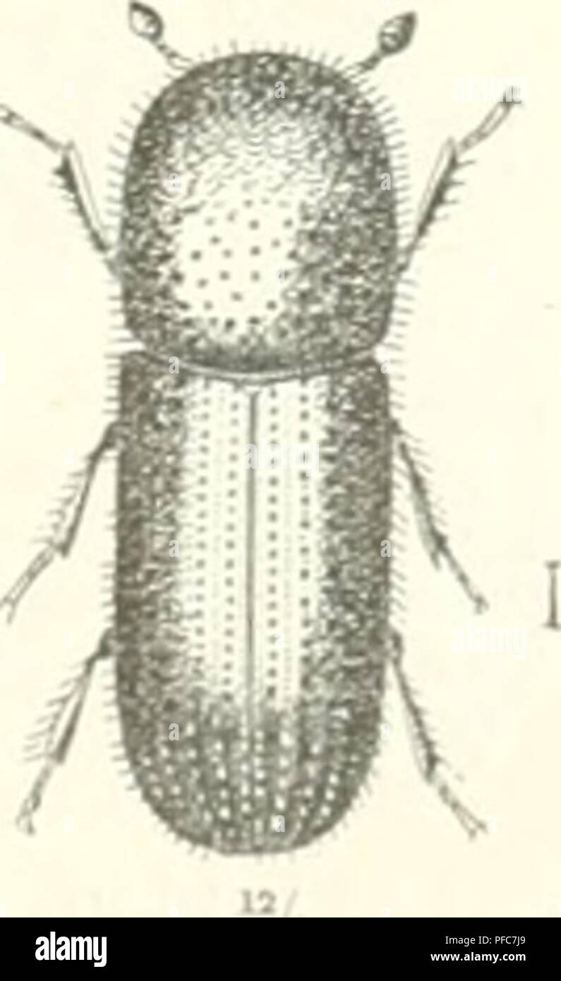 Ce livre traite de la protection des forêts, en se concentrant sur l'étude des ravageurs forestiers et de leur lutte. Il examine diverses espèces d'insectes nuisibles aux arbres et fournit des stratégies pour la conservation des forêts. Banque D'Images