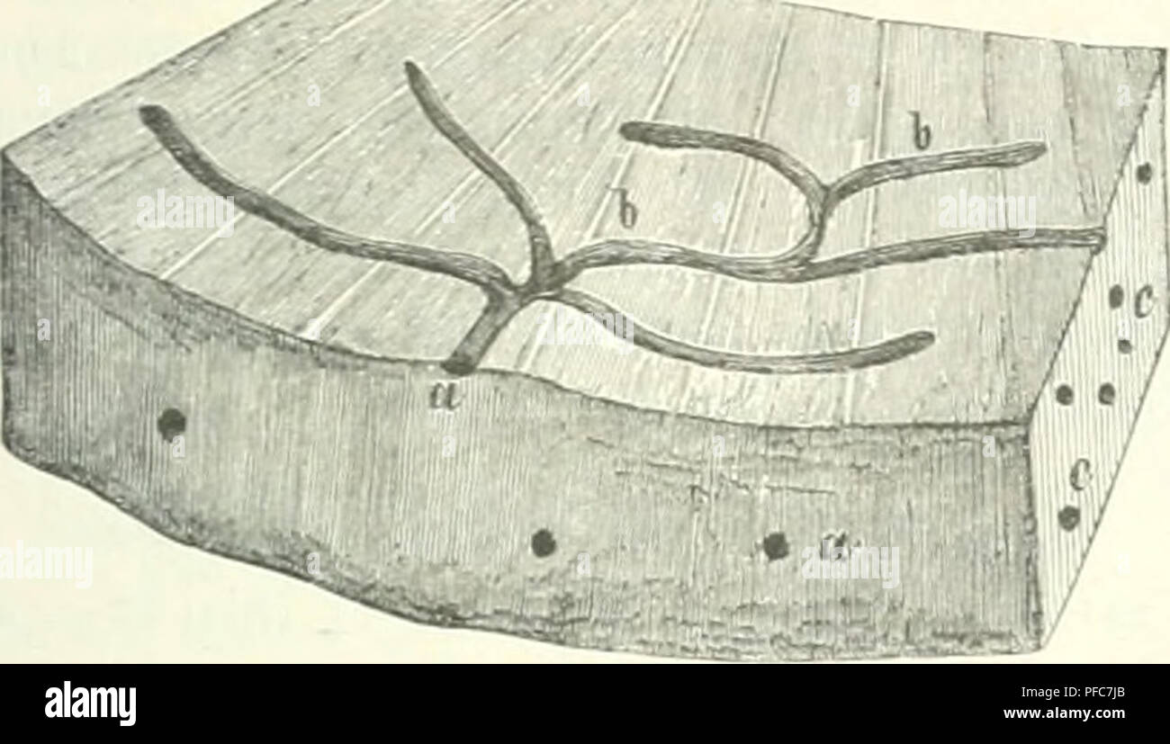 Ce travail porte sur diverses méthodes de protection forestière, en particulier la lutte contre les ravageurs et la gestion des espèces nuisibles comme Xyleborus monographus et Piatypus cylindrus. Il comprend des stratégies pour maintenir des forêts saines et gérer les espèces envahissantes qui menacent les écosystèmes forestiers. Banque D'Images
