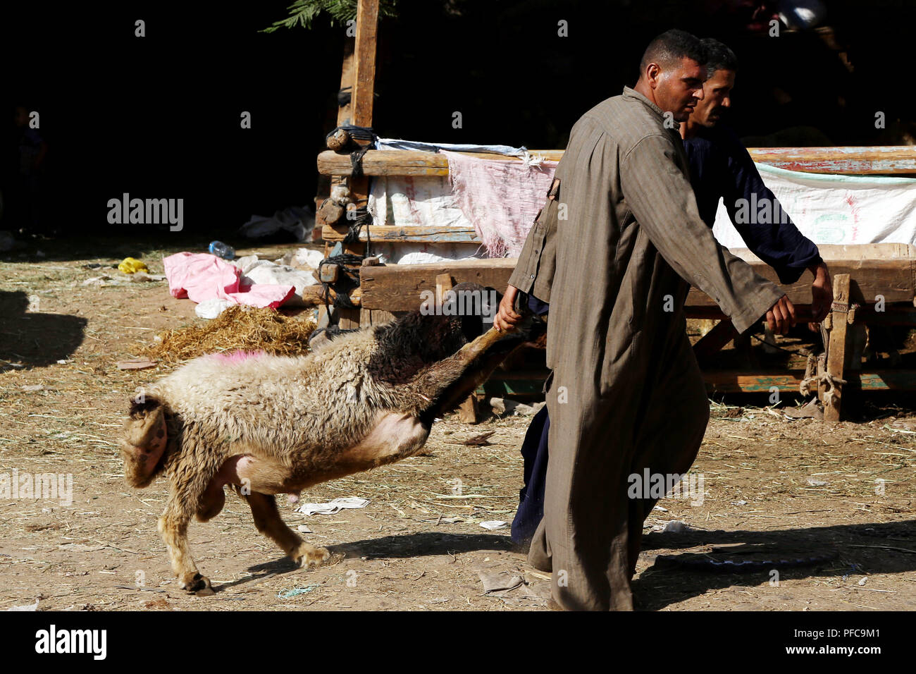 Le Caire, Égypte. Août 17, 2018. Les vendeurs égyptiens mènent une chèvre à un marché de bétail au Caire, Égypte, le 17 août 2018. Les marchés de bétail en Egypte ont été marquées par une récession à venir de l'Aïd al-Adha, ou le 'festival Islamique du Sacrifice, en raison de hausses des prix des animaux et de la détérioration des conditions économiques. Pour ALLER AVEC : les marchés de bétail en Egypte souffrent de la récession sacrifice musulman Crédit : festival Ahmed Gomaa/Xinhua/Alamy Live News Banque D'Images