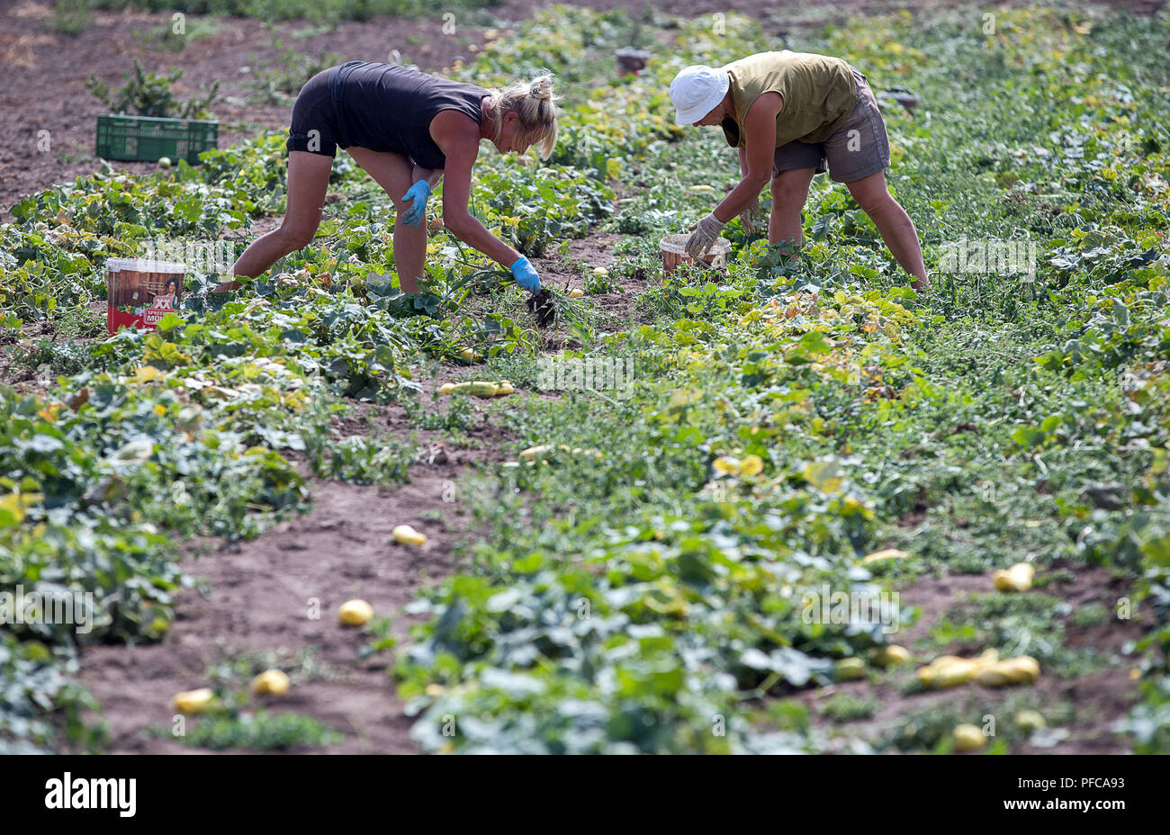 Erfurt, Allemagne. Août 17, 2018. Recueillir des exploitants sur un champ de concombres la ferme. Gemüsefischer L'entreprise cultive 37 hectares de champs de légumes et s'attend à de lourdes pertes dans la récolte de choux, concombres, chou-rave, le céleri, les tomates ou les poivrons en raison de la sécheresse prolongée. Credit : Jens Büttner/dpa-Zentralbild/dpa/Alamy Live News Banque D'Images