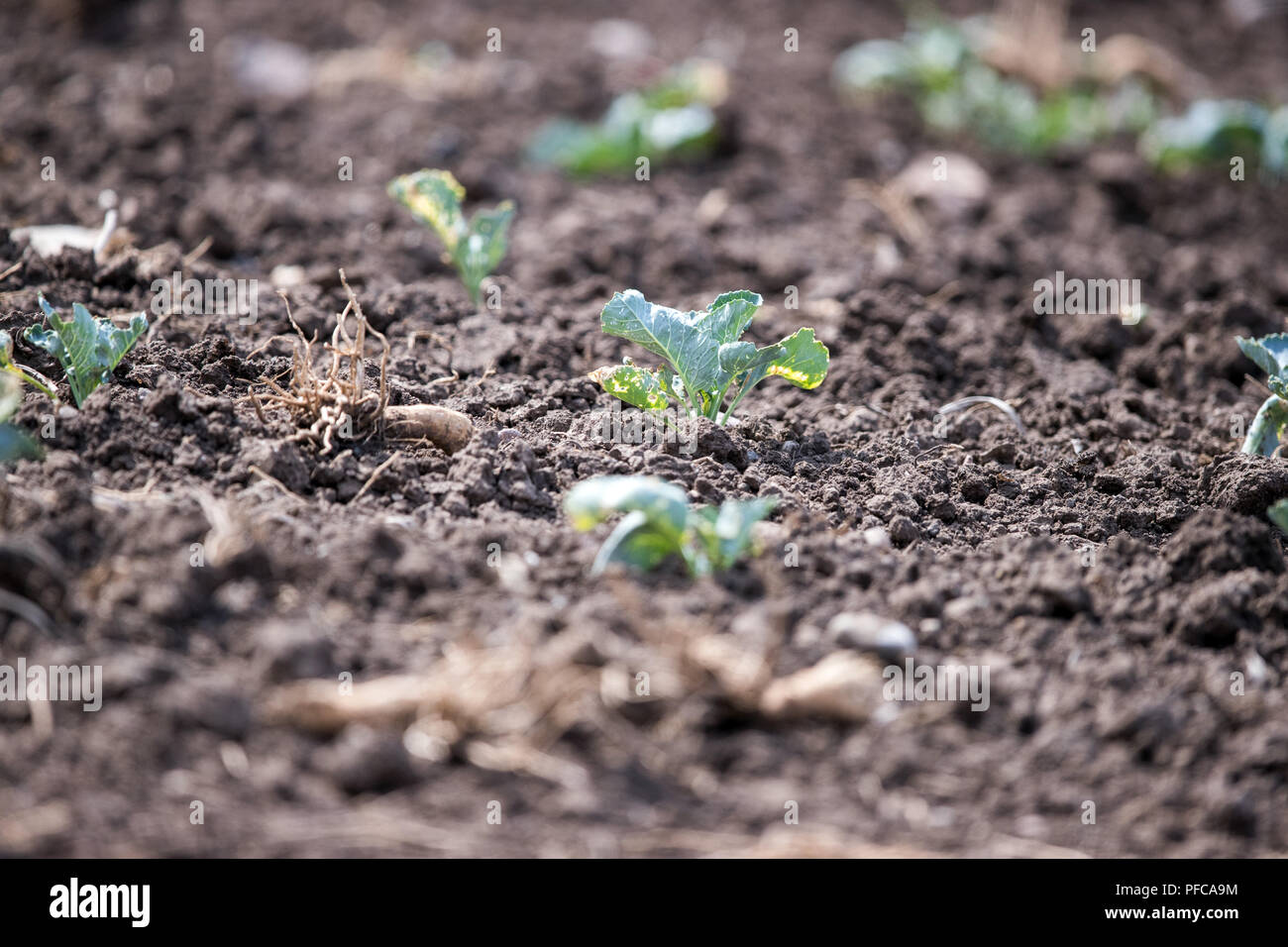 Erfurt, Allemagne. Août 17, 2018. Certaines plantes chou endommagé sur un champ de la ferme. Gemüsefischer Au premier plan les concombres séché peut être vu. L'entreprise cultive 37 hectares de champs de légumes et s'attend à de lourdes pertes dans la récolte de choux, concombres, chou-rave, le céleri, les tomates ou les poivrons en raison de la sécheresse prolongée. Credit : Jens Büttner/dpa-Zentralbild/dpa/Alamy Live News Banque D'Images