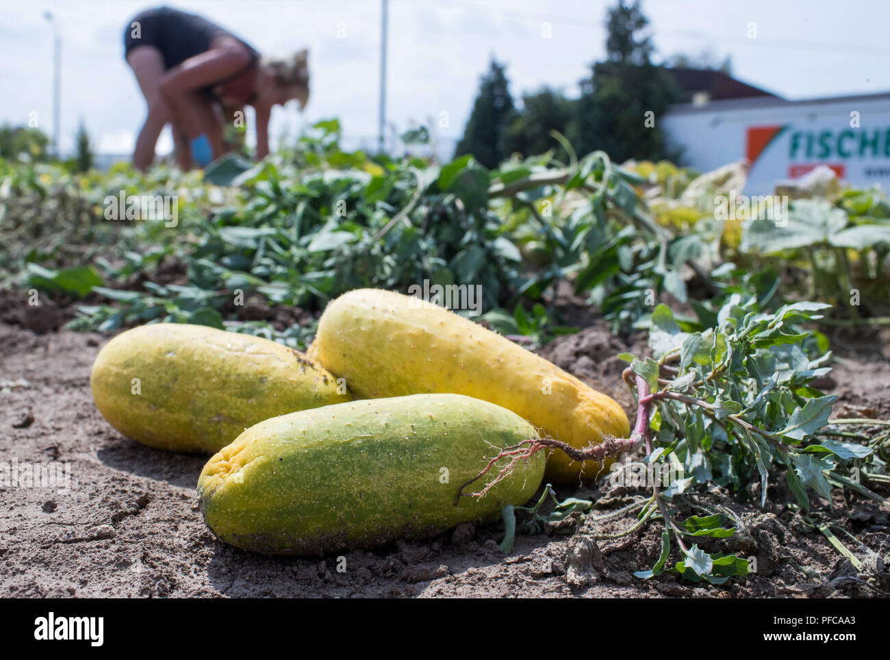 Erfurt, Allemagne. Août 17, 2018. Recueillir des exploitants sur un champ de concombres la ferme. Gemüsefischer Au premier plan les concombres séché peut être vu. L'entreprise cultive 37 hectares de champs de légumes et s'attend à de lourdes pertes dans la récolte de choux, concombres, chou-rave, le céleri, les tomates ou les poivrons en raison de la sécheresse prolongée. Credit : Jens Büttner/dpa-Zentralbild/dpa/Alamy Live News Banque D'Images