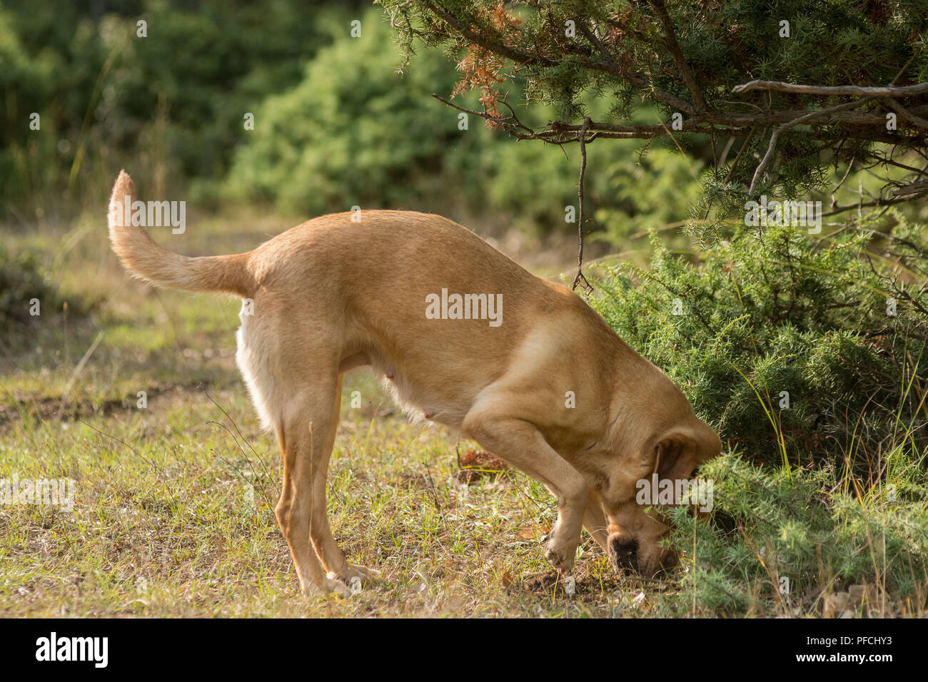 (180821) -- TRIKALA, 21 août 2018 (Xinhua) -- un chien de chasse à la truffe creuse le sol pour les truffes pendant une truffe-chasse guidée en Thessalie, Grèce, 20 août 2018. (Xinhua/Apostolos Domalis) (djj) Banque D'Images